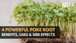 Poke Root Benefits Uses Side Effects Nifty Wellness