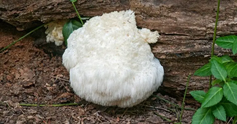 Best Mushroom Supplements