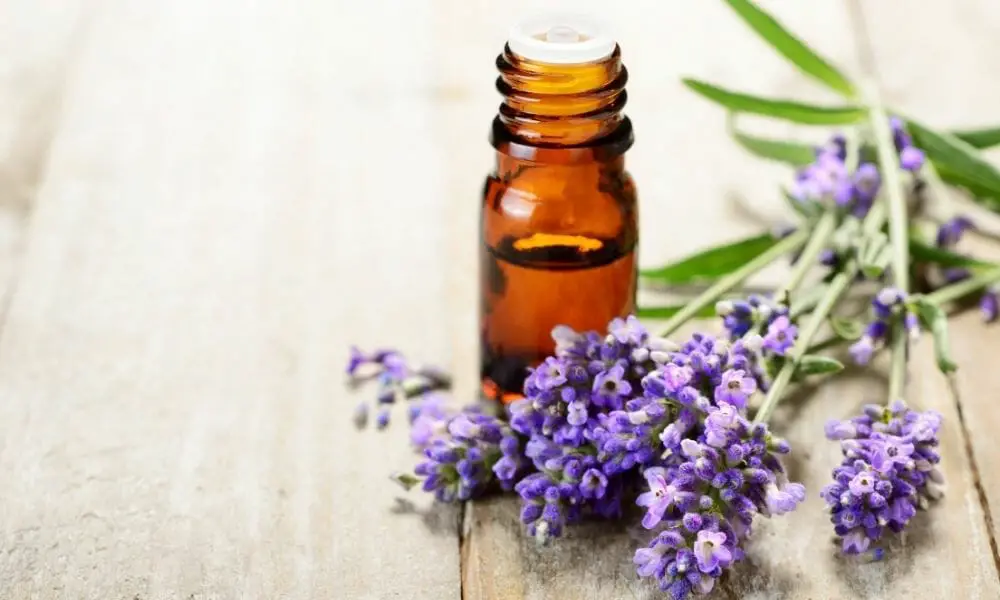 Lavender Essential Oil