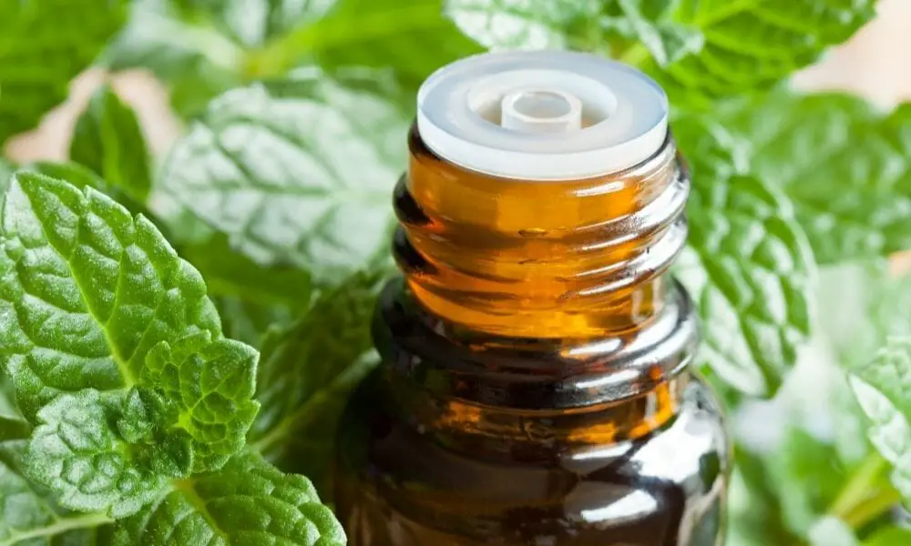 Peppermint Essential Oil