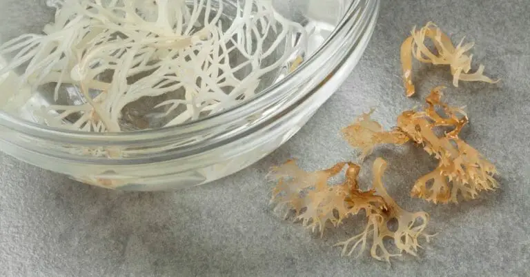 Sea Moss Benefits
