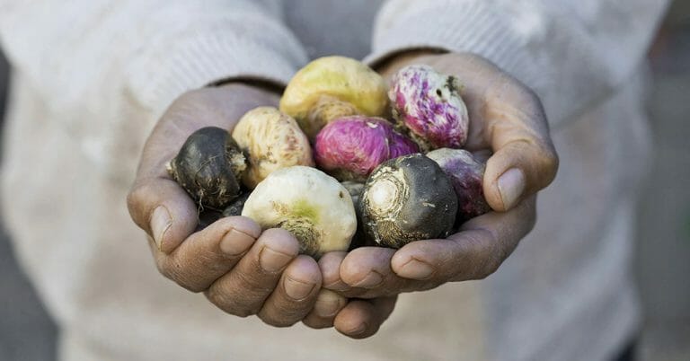 types of maca root