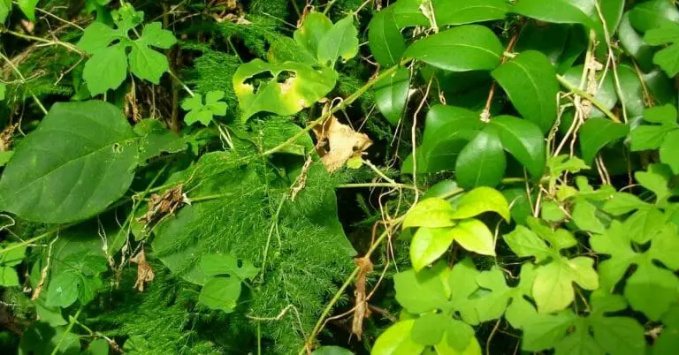 Cerasee Tea Benefits