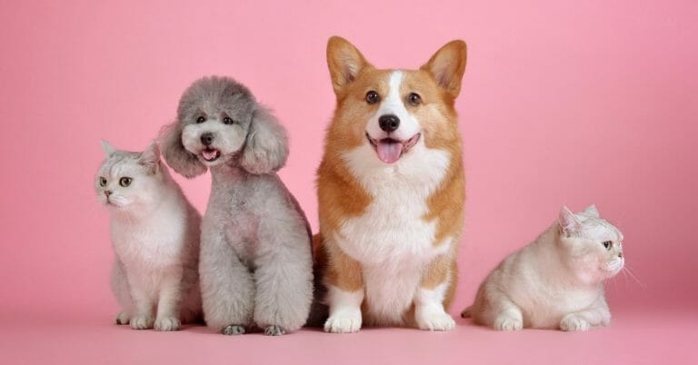 Essential Oils And Pets