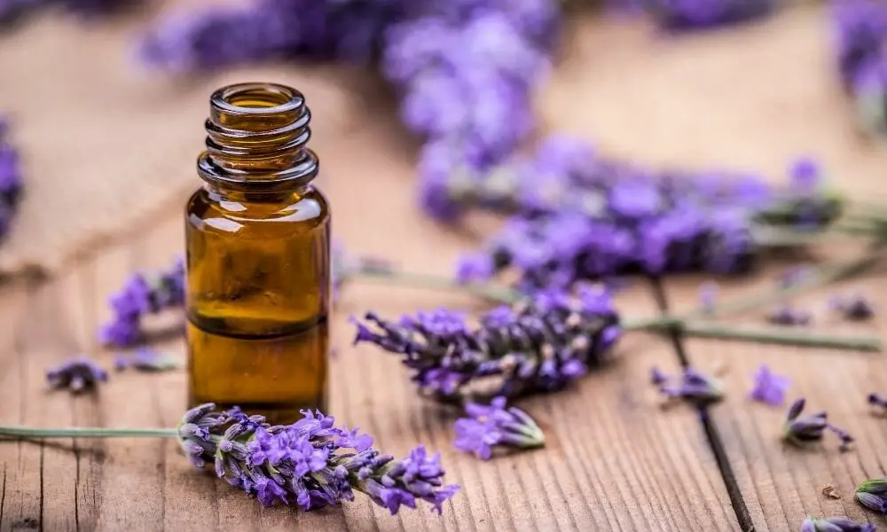 Lavender Essential Oil 1