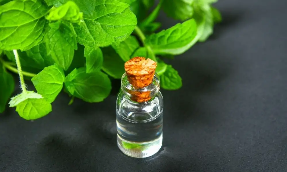 Peppermint Essential Oil