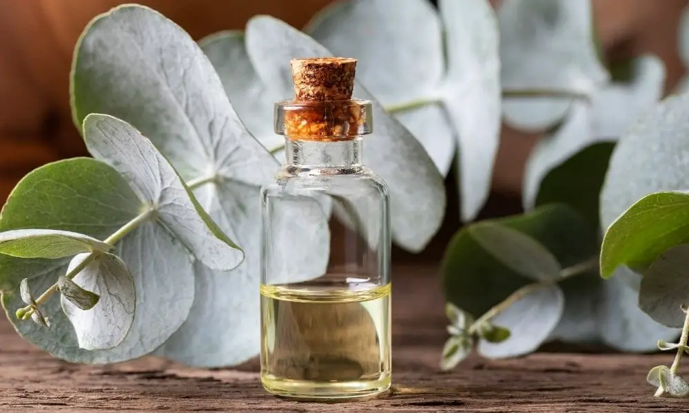 Eucalyptus Oil