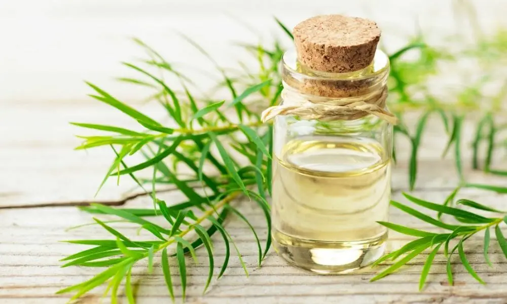 Tea Tree Essential Oil