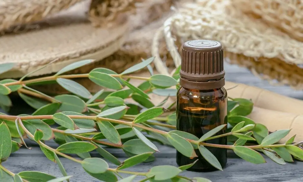 Eucalyptus Oil