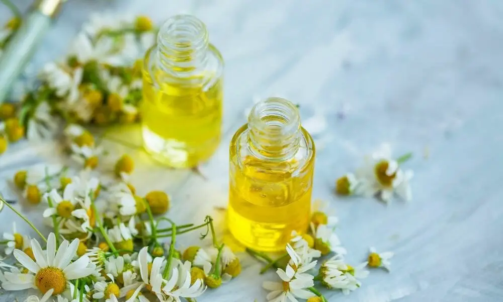 Roman Chamomile Essential Oils For Snoring