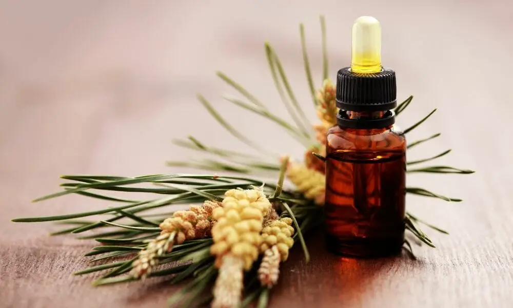 Tea Tree Essential Oils For Snoring