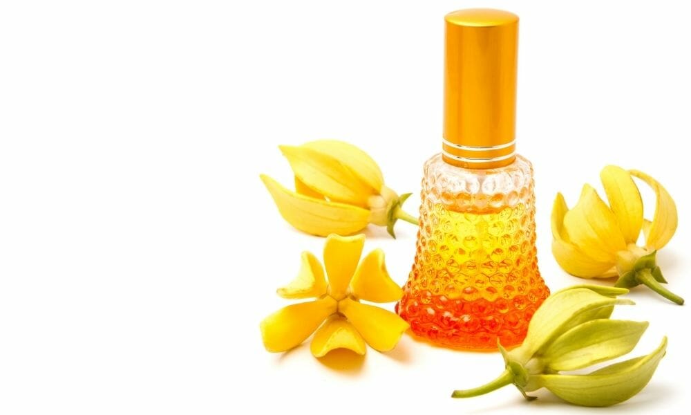 Ylang-ylang Essential Oils For Sleep Apnea