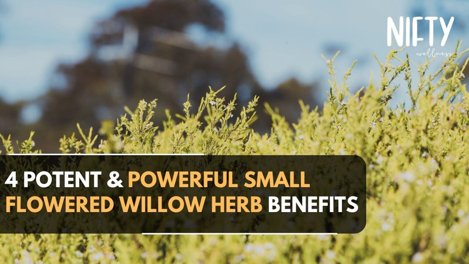Discover 4 Small Flowered Willow Herb Benefits Nifty Wellness