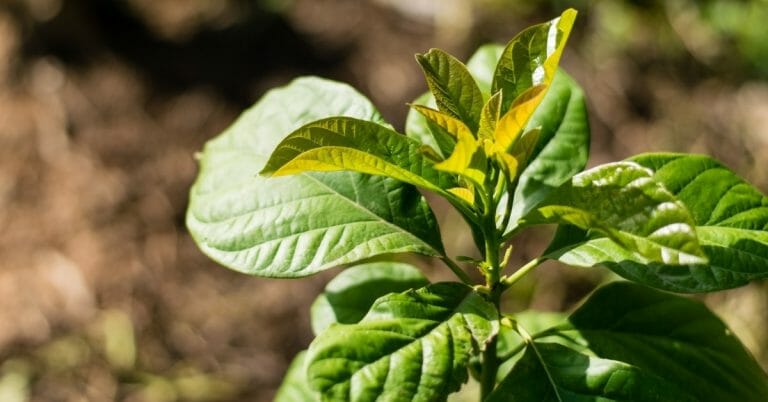Benefits Of Avocado Leaves