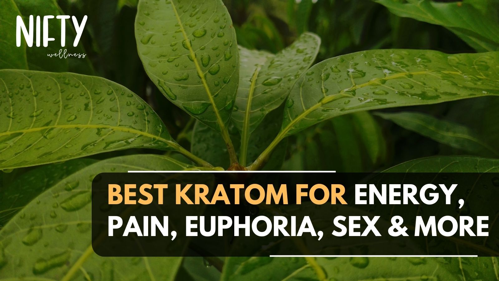 What Kratom Is Best For Energy Best Kratom For Energy, Pain, Euphoria & More - Nifty Wellness