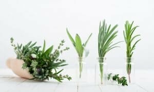 Alternative Medicine Herbal Plants
