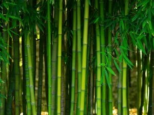 What Is Bamboo