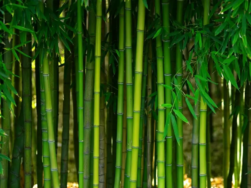 What Is Bamboo