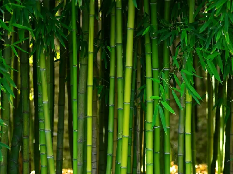 Bamboo 101: The Many Uses & Incredible Health Benefits