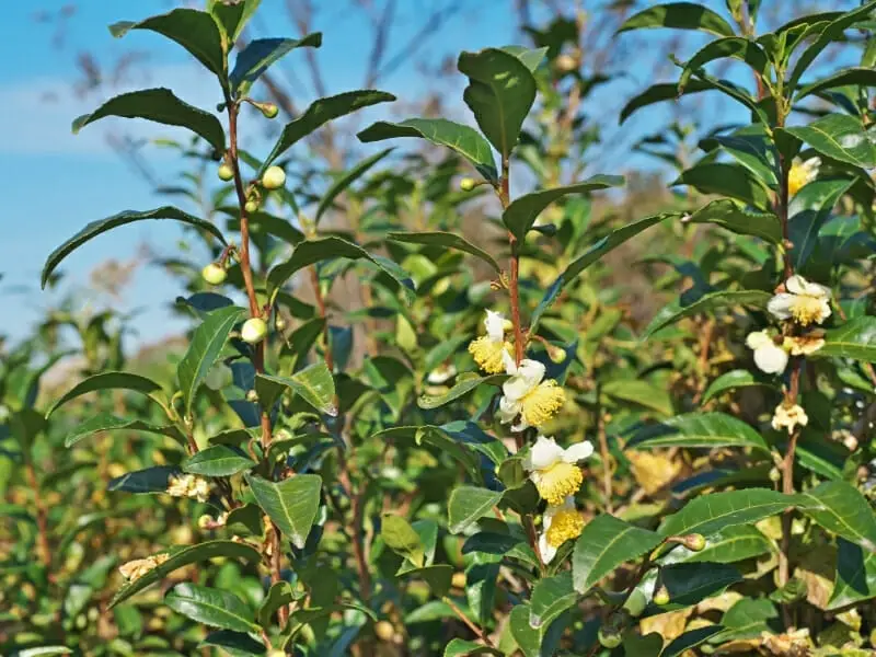 What Is Darjeeling Tea