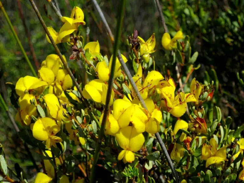 What Is Honeybush Tea