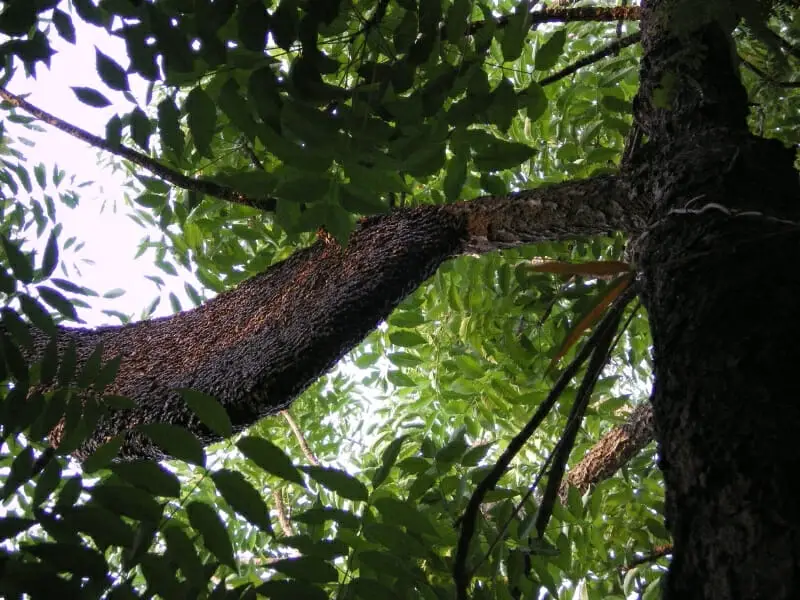 What Is Neem Honey