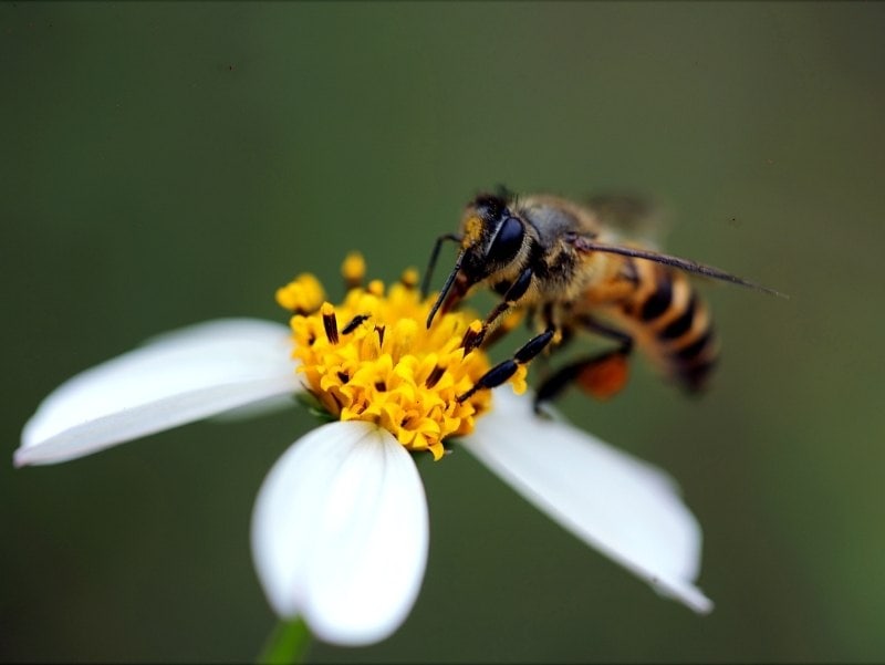 What Is Swedish Flower Pollen