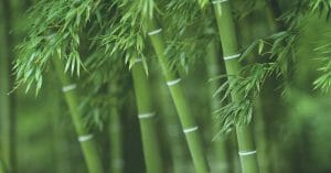 bamboo benefits and uses