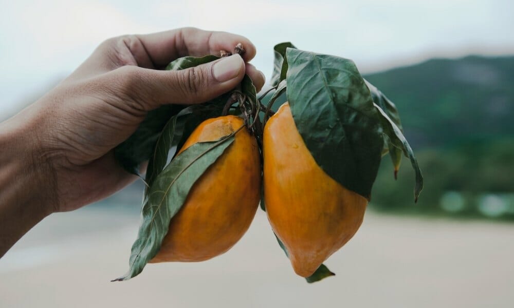 chesa fruits