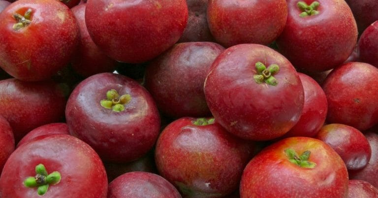 kokum butter benefits