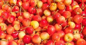 rainier cherry health benefits thumbnail