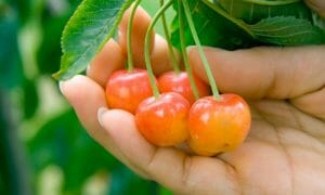 what are rainier cherries