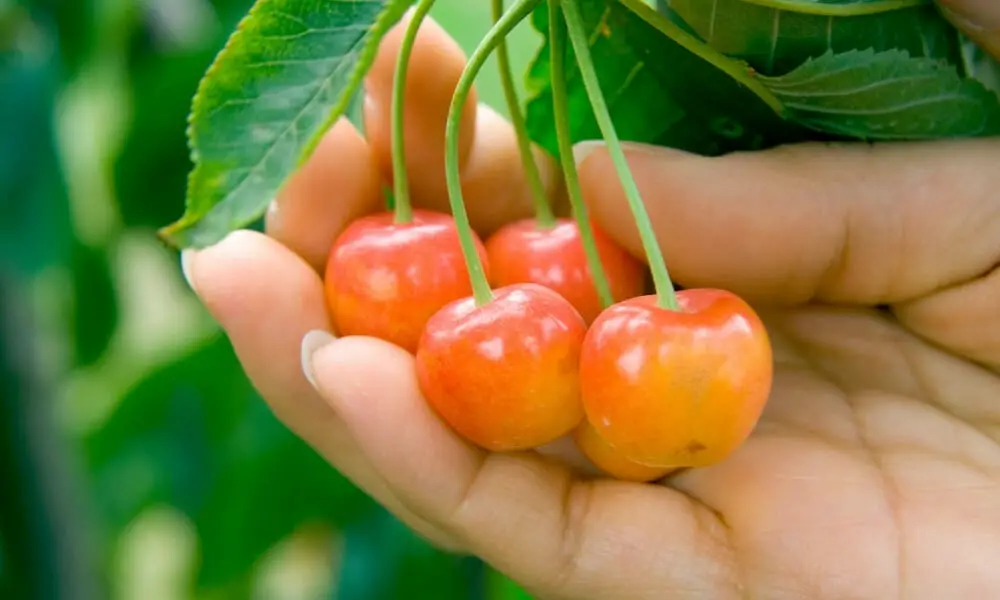 5 Powerful Rainier Cherry Health Benefits & Nutrition Facts