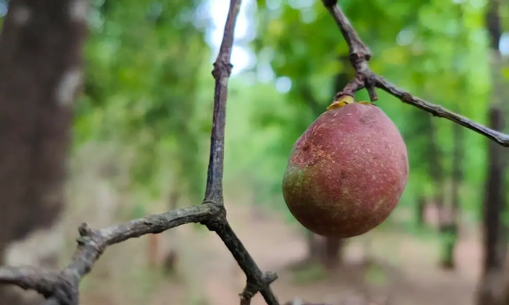 what is kokum butter