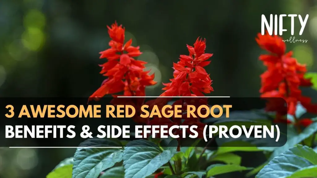 red sage root benefits