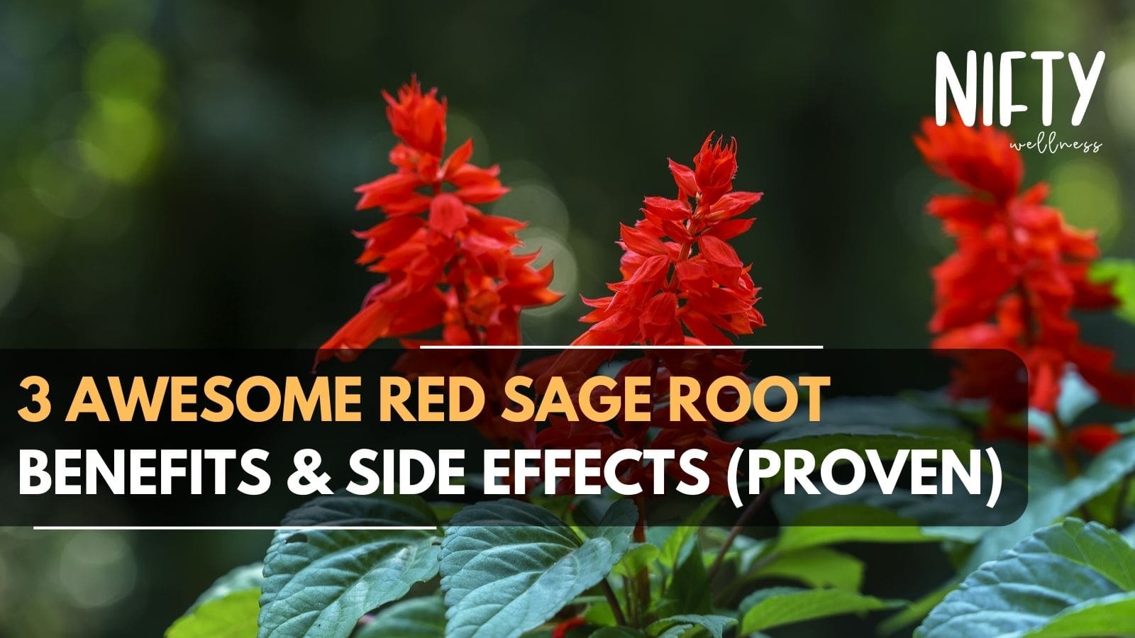 3 Red Sage Root Benefits & Side Effects Nifty Wellness