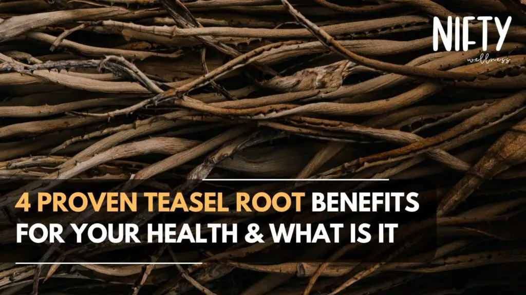 teasel root benefits