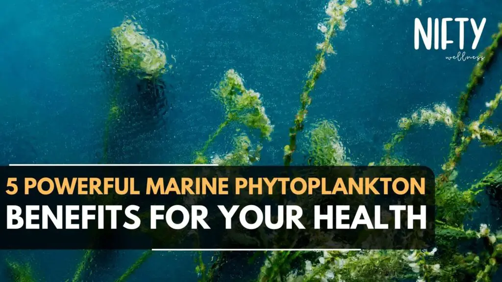 marine phytoplankton benefits