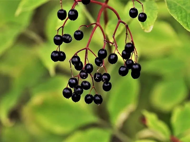 Elderberry vs Pokeweed