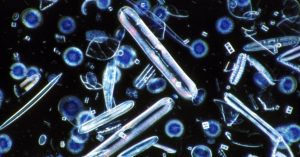 Marine Phytoplankton Benefits