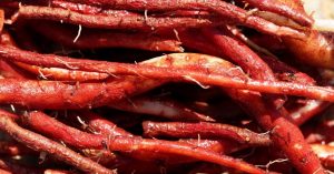 Red Sage Root Benefits