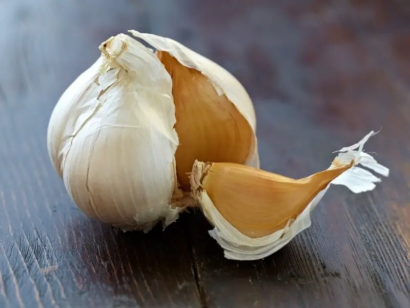 What Is Elephant Garlic