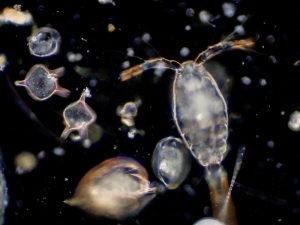 What Is Marine Phytoplankton