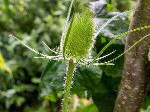 What Is Teasel Root