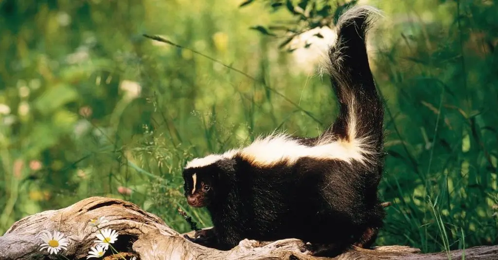 essential oils for getting rid of skunk smell