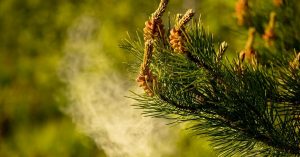 pine pollen benefits