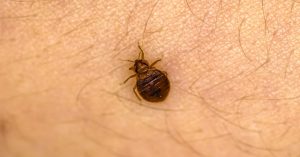 what essential oils are good for bed bugs