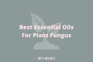 Best Essential Oils For Plant Fungus