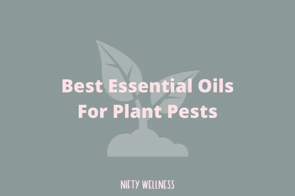 Best Essential Oils For Plant Pests