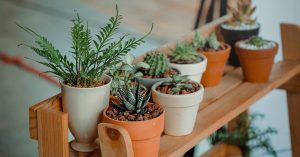 essential oils for plants